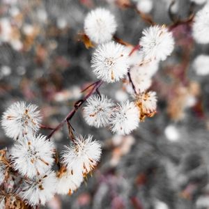 Meet your Posher, Bella